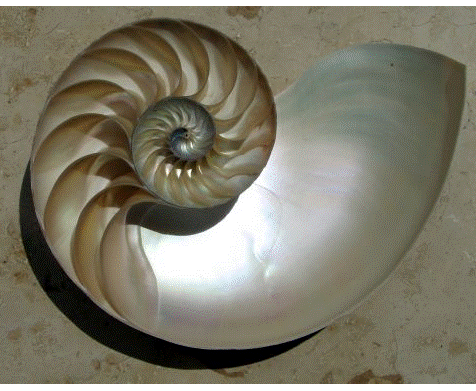 (spirala animacija.gif)